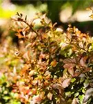 Kleine Blutberberitze 'Atropurpurea Nana' - Berberis thunbergii 'Atropurpurea Nana'