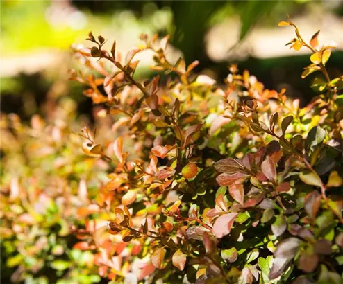 Kleine Blutberberitze 'Atropurpurea Nana' - Berberis thunbergii 'Atropurpurea Nana'