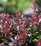 Kleine Blutberberitze 'Atropurpurea Nana' - Berberis thunbergii 'Atropurpurea Nana'