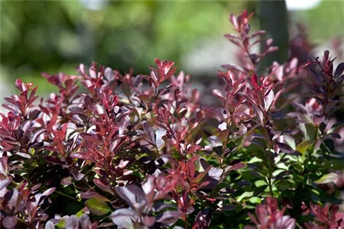 Kleine Blutberberitze 'Atropurpurea Nana' - Berberis thunbergii 'Atropurpurea Nana'