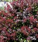 Kleine Blutberberitze 'Atropurpurea Nana' - Berberis thunbergii 'Atropurpurea Nana'