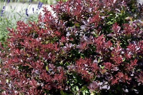 Kleine Blutberberitze 'Atropurpurea Nana' - Berberis thunbergii 'Atropurpurea Nana'