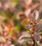 Kleine Blutberberitze 'Atropurpurea Nana' - Berberis thunbergii 'Atropurpurea Nana'