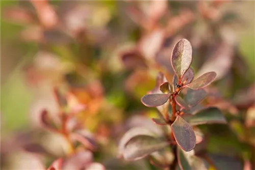 Kleine Blutberberitze 'Atropurpurea Nana' - Berberis thunbergii 'Atropurpurea Nana'