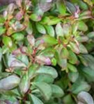 Kleine Blutberberitze 'Atropurpurea Nana' - Berberis thunbergii 'Atropurpurea Nana'