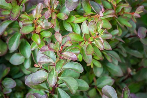 Kleine Blutberberitze 'Atropurpurea Nana' - Berberis thunbergii 'Atropurpurea Nana'