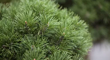 Nadeln - Koniferen
