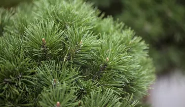 Nadeln - Koniferen