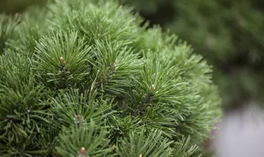 Nadeln - Koniferen