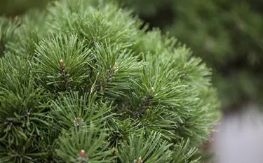 Nadeln - Koniferen