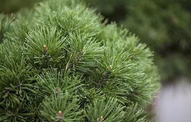 Nadeln - Koniferen