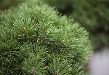 Nadeln - Koniferen