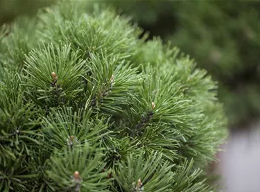 Nadeln - Koniferen