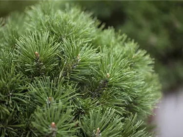 Nadeln - Koniferen