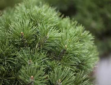 Nadeln - Koniferen