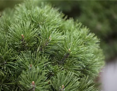 Nadeln - Koniferen