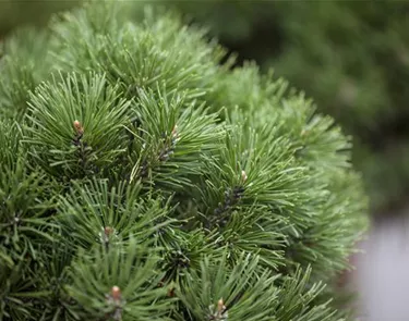 Nadeln - Koniferen