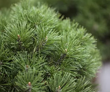 Nadeln - Koniferen