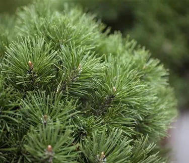 Nadeln - Koniferen