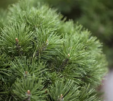Nadeln - Koniferen