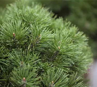 Nadeln - Koniferen