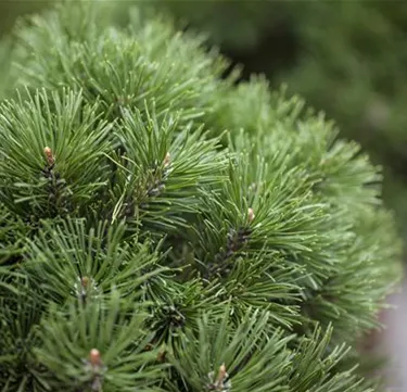 Nadeln - Koniferen