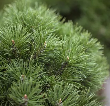 Nadeln - Koniferen