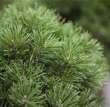 Nadeln - Koniferen