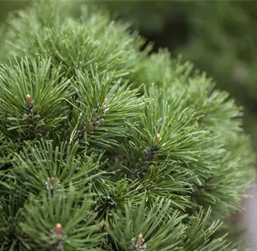 Nadeln - Koniferen