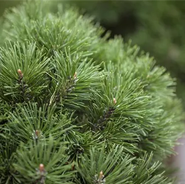 Nadeln - Koniferen