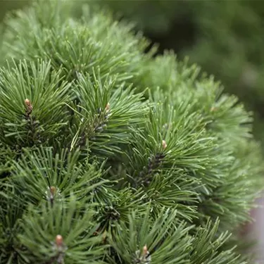 Nadeln - Koniferen