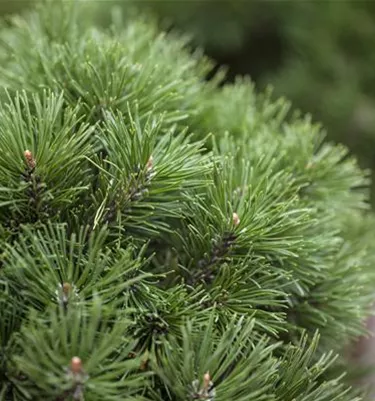 Nadeln - Koniferen