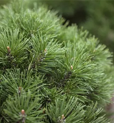 Nadeln - Koniferen