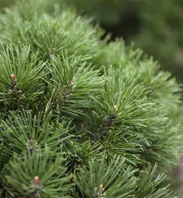 Nadeln - Koniferen