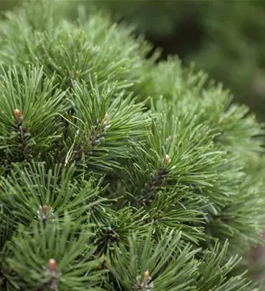 Nadeln - Koniferen