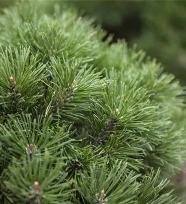 Nadeln - Koniferen