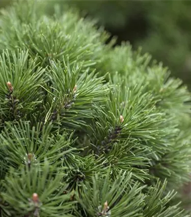 Nadeln - Koniferen