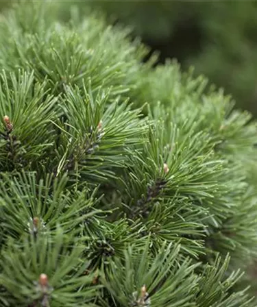 Nadeln - Koniferen