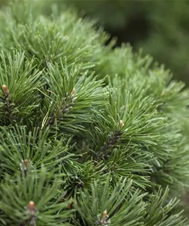 Nadeln - Koniferen