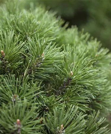 Nadeln - Koniferen