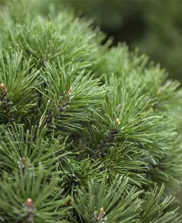 Nadeln - Koniferen