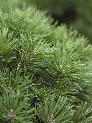 Nadeln - Koniferen