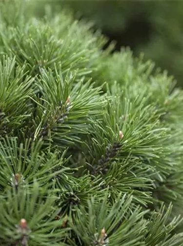 Nadeln - Koniferen