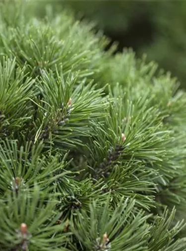 Nadeln - Koniferen