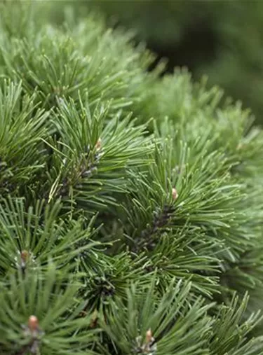 Nadeln - Koniferen