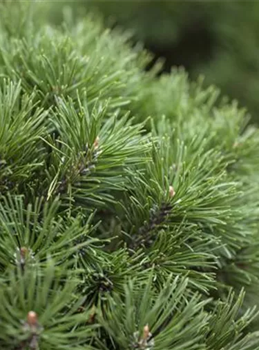 Nadeln - Koniferen