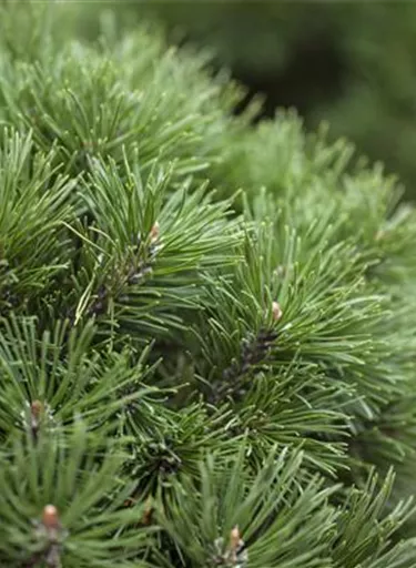 Nadeln - Koniferen