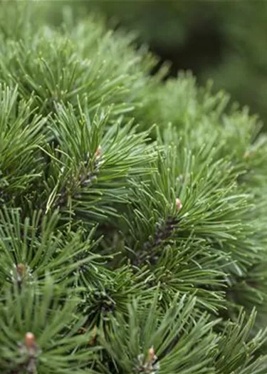 Nadeln - Koniferen