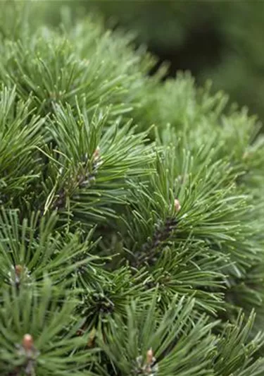 Nadeln - Koniferen