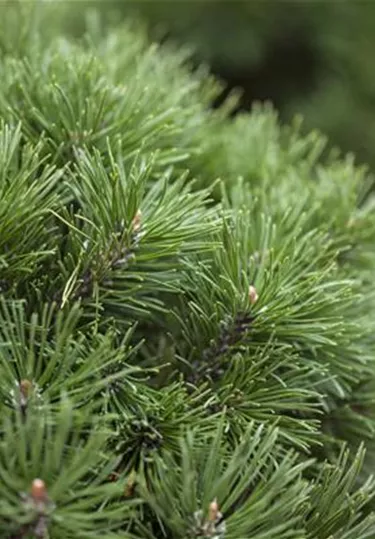 Nadeln - Koniferen